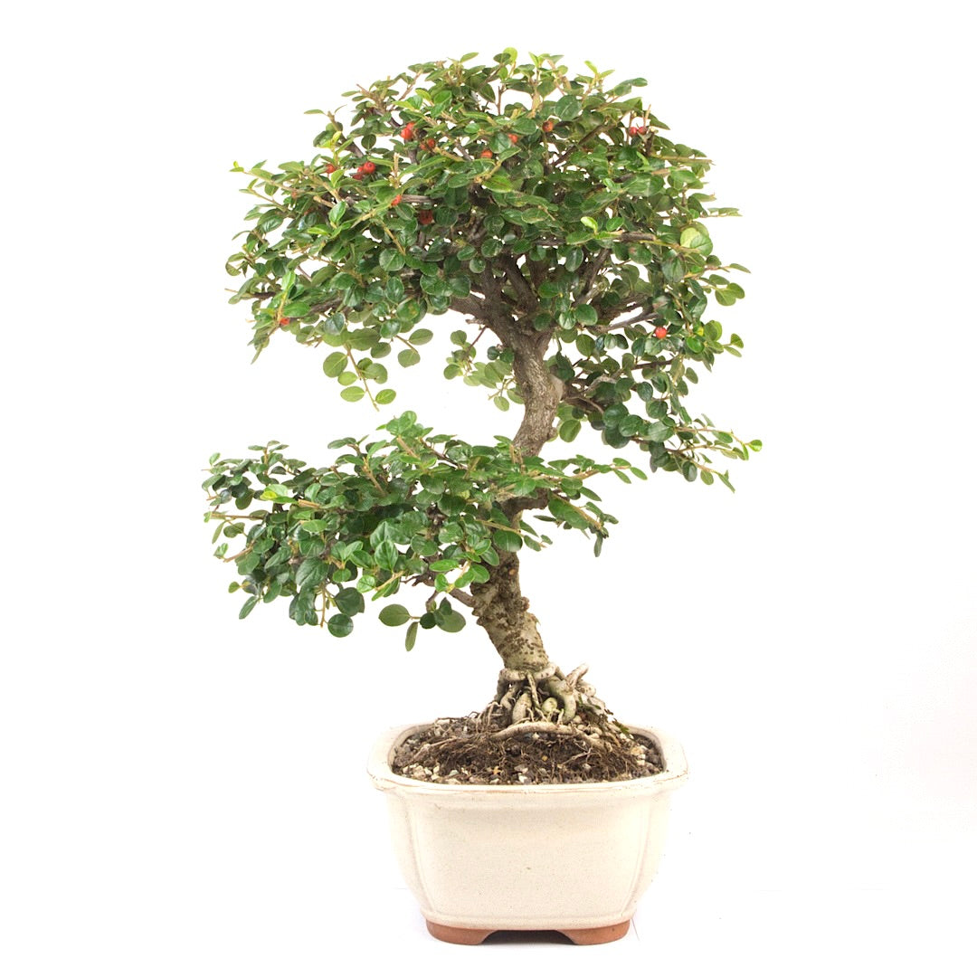 Fächer- Zwergmispel 'Cotoneaster horizontalis'