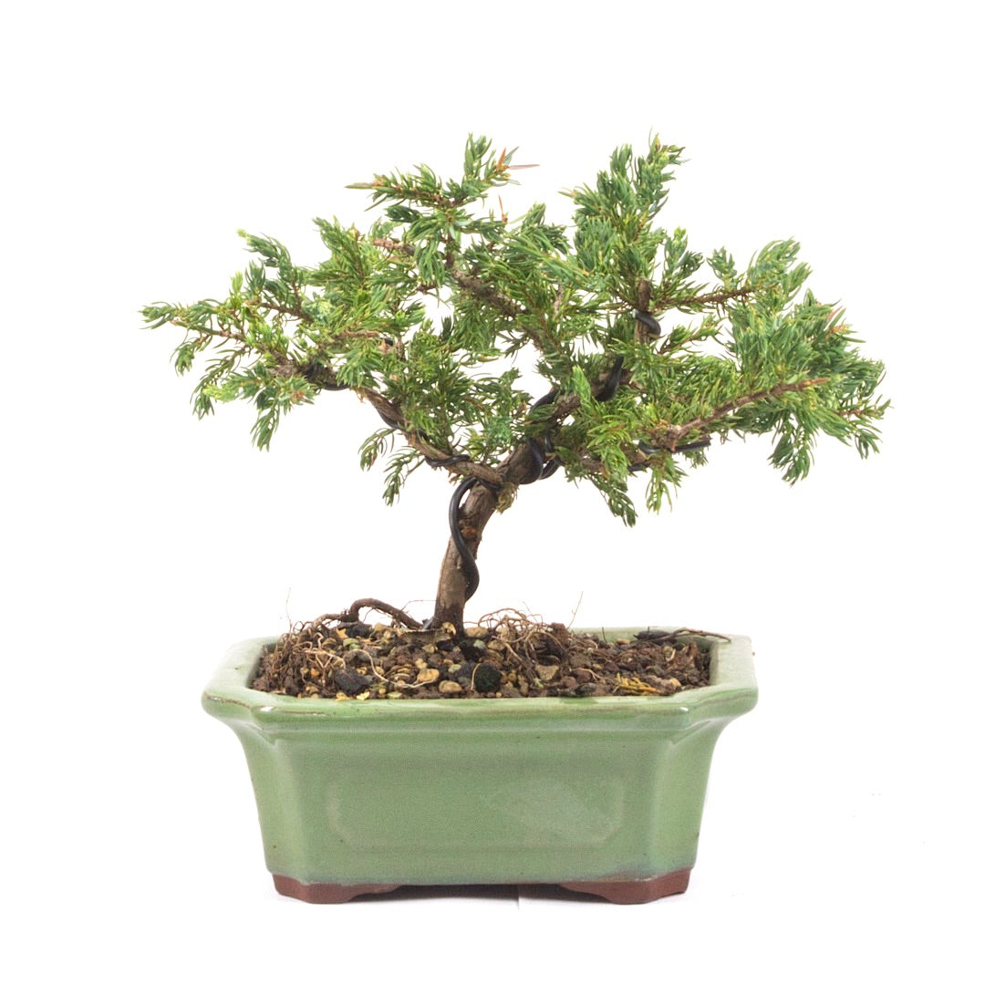 Kissen Wacholder 'Juniperus procumbens Nana'