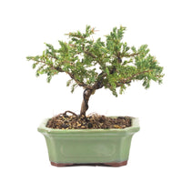 Kissen Wacholder 'Juniperus procumbens Nana'