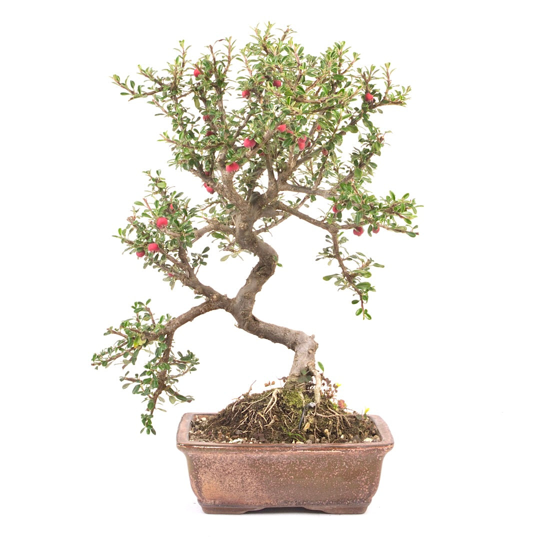 Fächer- Zwergmispel 'Cotoneaster horizontalis'
