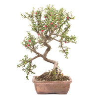 Fächer- Zwergmispel 'Cotoneaster horizontalis'