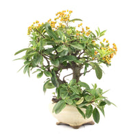 Feuerdorn 'Pyracantha coccinea'