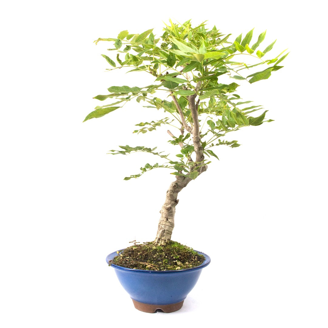 Blauregen 'Wisteria floribunda'