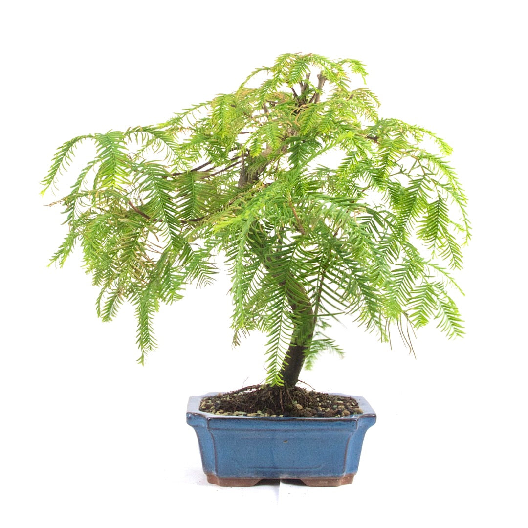 Urwelt Mammutbaum 'Metasequoia glyptostroboides'
