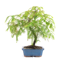 Urwelt Mammutbaum 'Metasequoia glyptostroboides'
