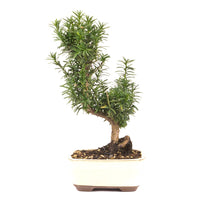 Eibe Hybrid 'Taxus media'