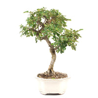 Fächer- Zwergmispel 'Cotoneaster horizontalis'