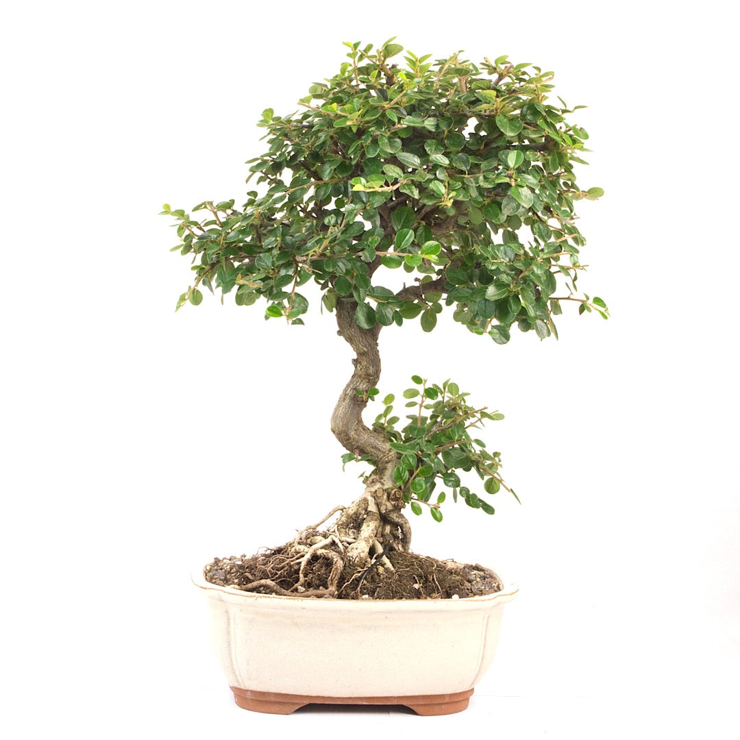 Fächer- Zwergmispel 'Cotoneaster horizontalis'