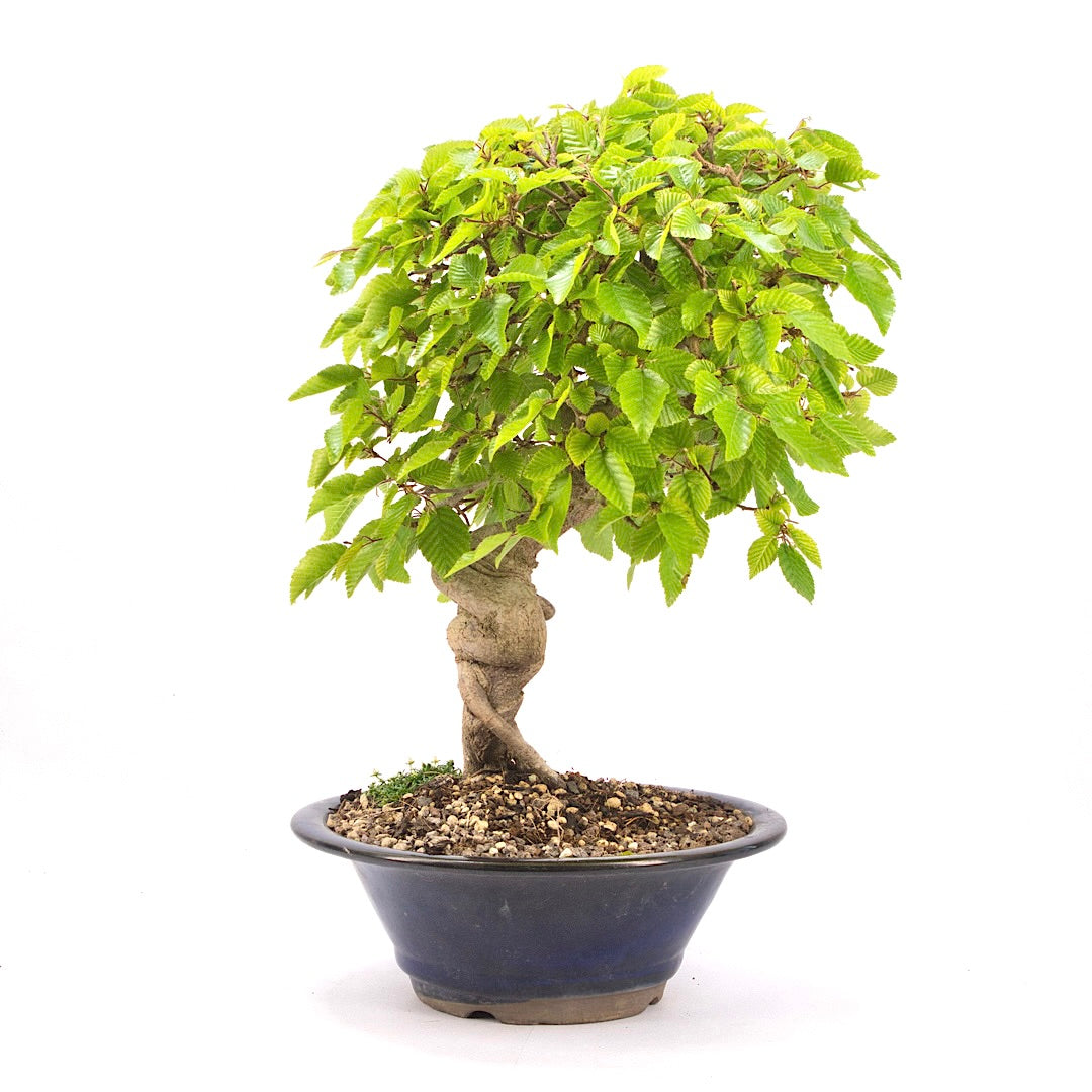 Koreanische Hainbuche ‚Carpinus turczaninowi‘
