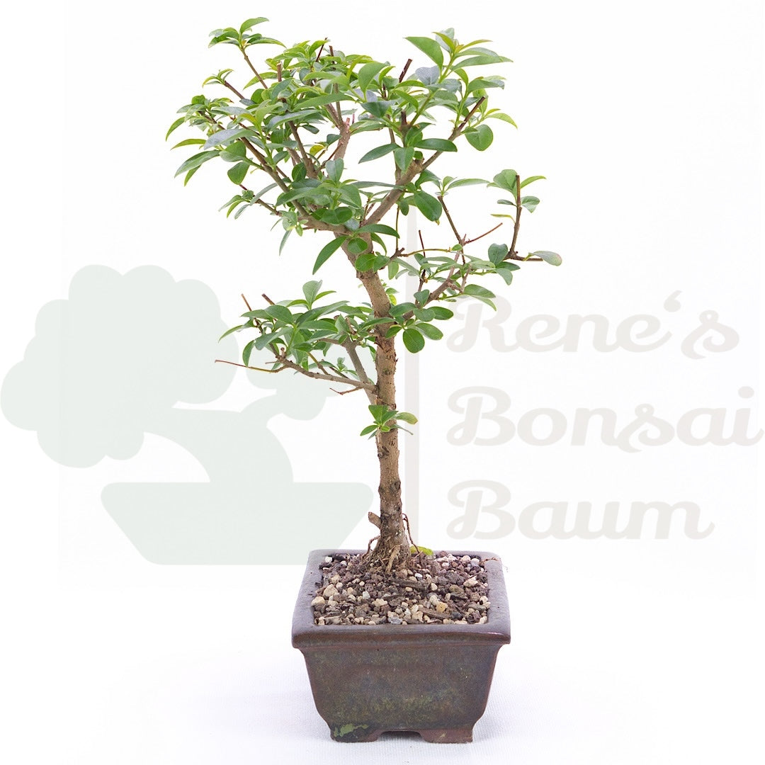 Gewöhnlichen Liguster
‚Ligustrum vulgare‘