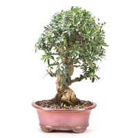 Wild-Olive 'Olea europaea sylvestris '