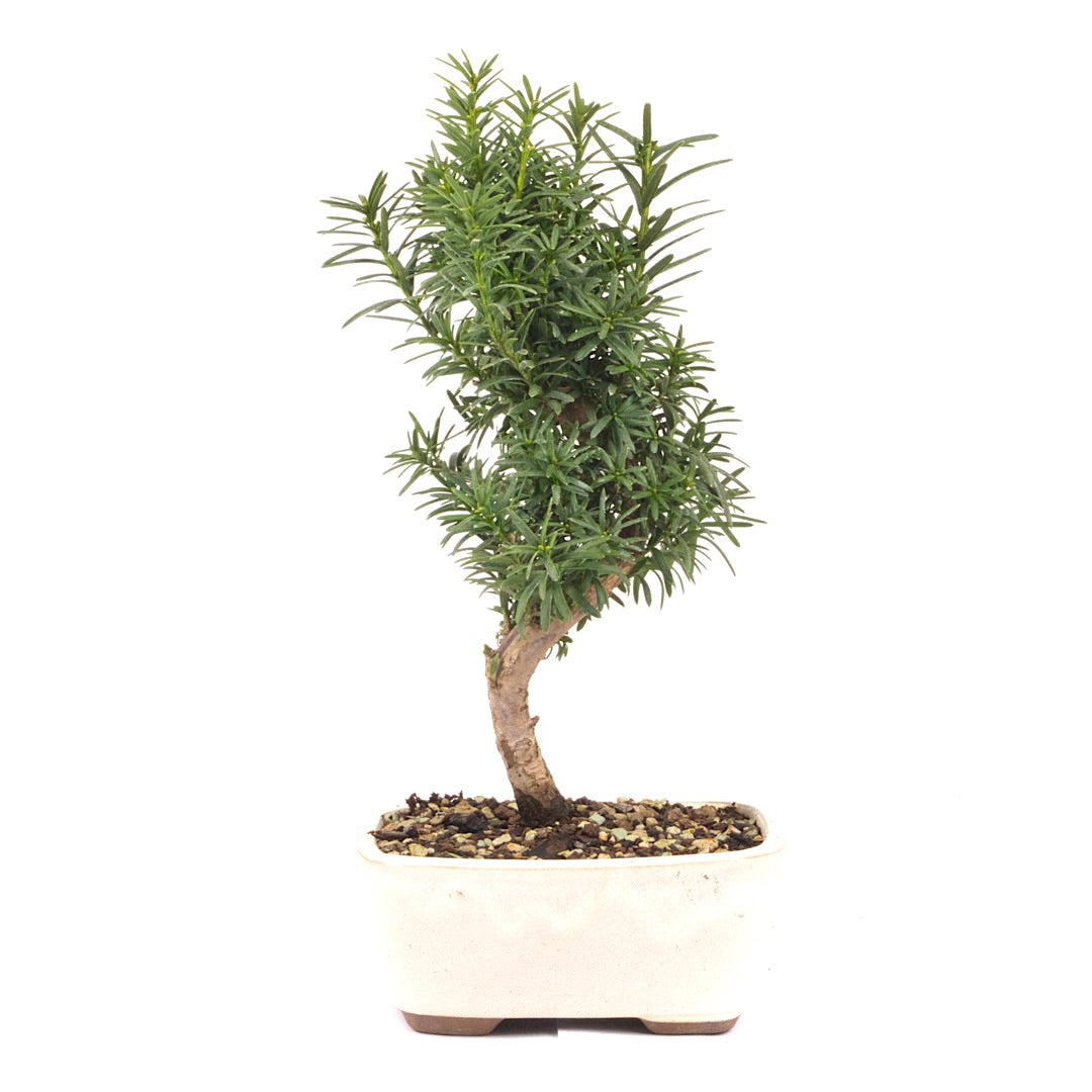 Eibe Hybrid 'Taxus media'