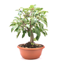 Zierapfel 'Malus spec.'