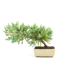 Kissen Wacholder 'Juniperus procumbens Nana'