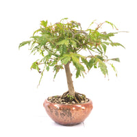 Fächer-Ahorn 'Acer palmatum'
