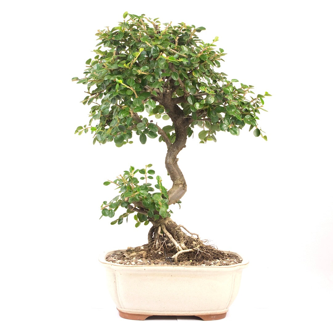 Fächer- Zwergmispel 'Cotoneaster horizontalis'