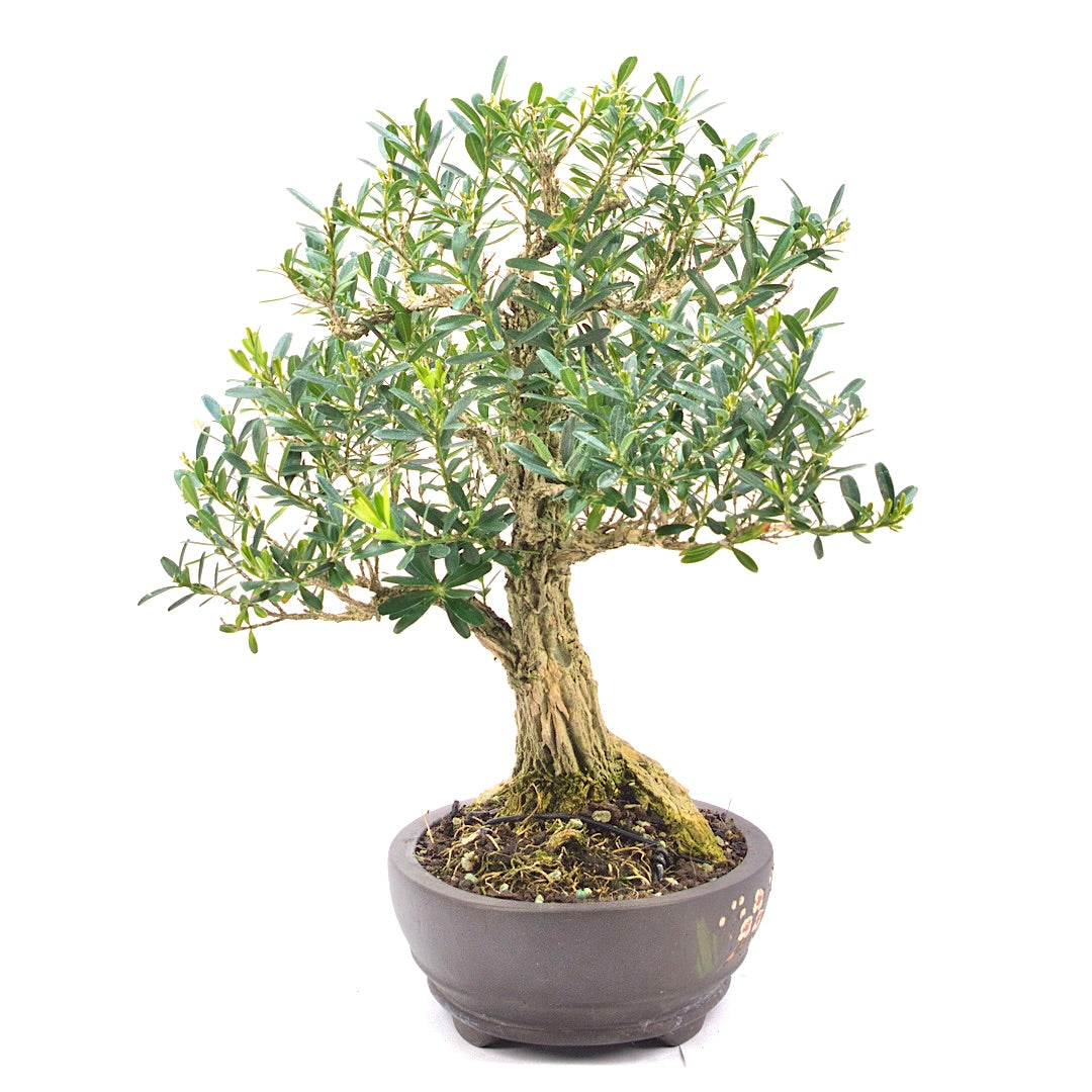 Chinesischer Buchsbaum 'Buxus harlandii'