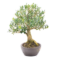 Chinesischer Buchsbaum 'Buxus harlandii'