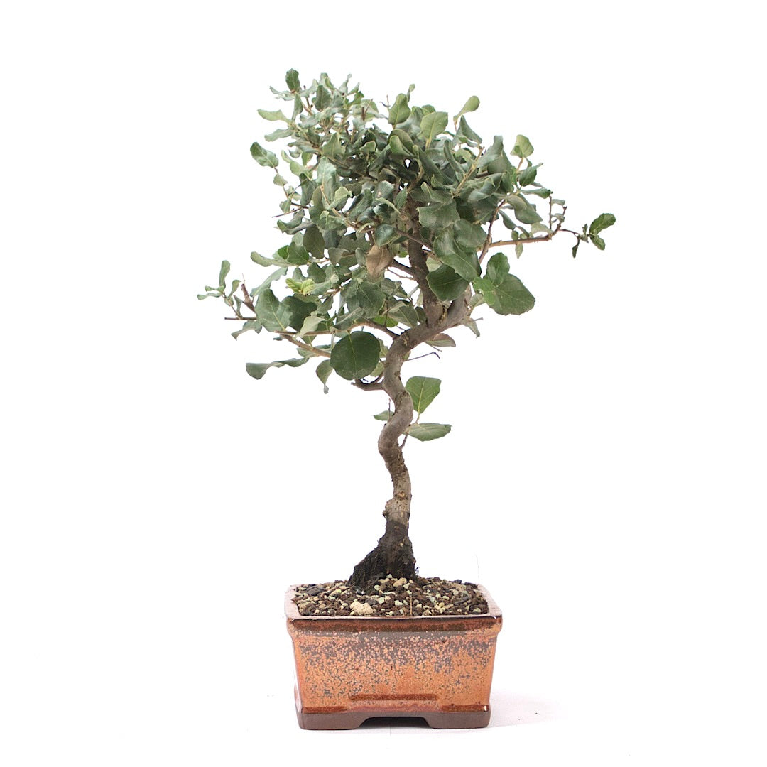 Kork-Eiche 'Quercus suber'