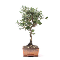 Kork-Eiche 'Quercus suber'