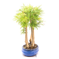 Goldlärche Wald 'Pseudolarix amabilis'