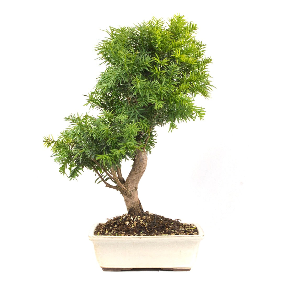 Eibe Hybrid 'Taxus media'