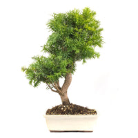 Eibe Hybrid 'Taxus media'