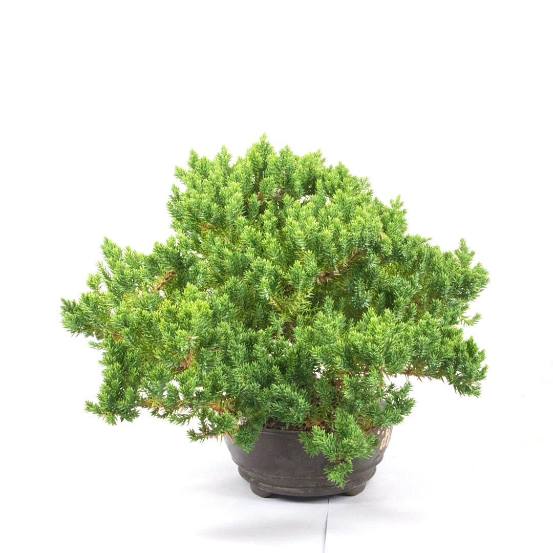 Kissen Wacholder 'Juniperus procumbens Nana'