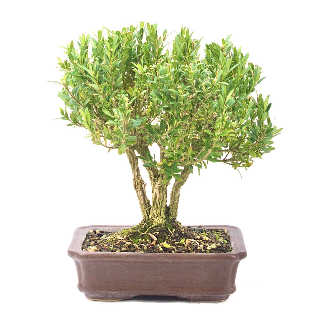 Chinesischer Buchsbaum 'Buxus harlandii'