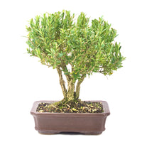 Chinesischer Buchsbaum 'Buxus harlandii'