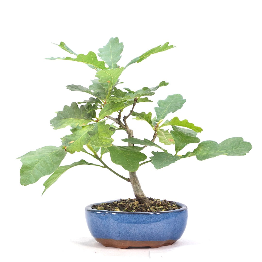Stileiche 'Quercus robur'