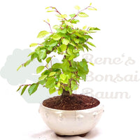 Koreanische Hainbuche ‚Carpinus turczaninowi‘