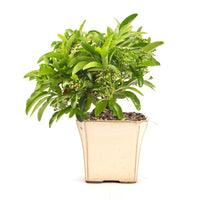 Feuerdorn 'Pyracantha coccinea'