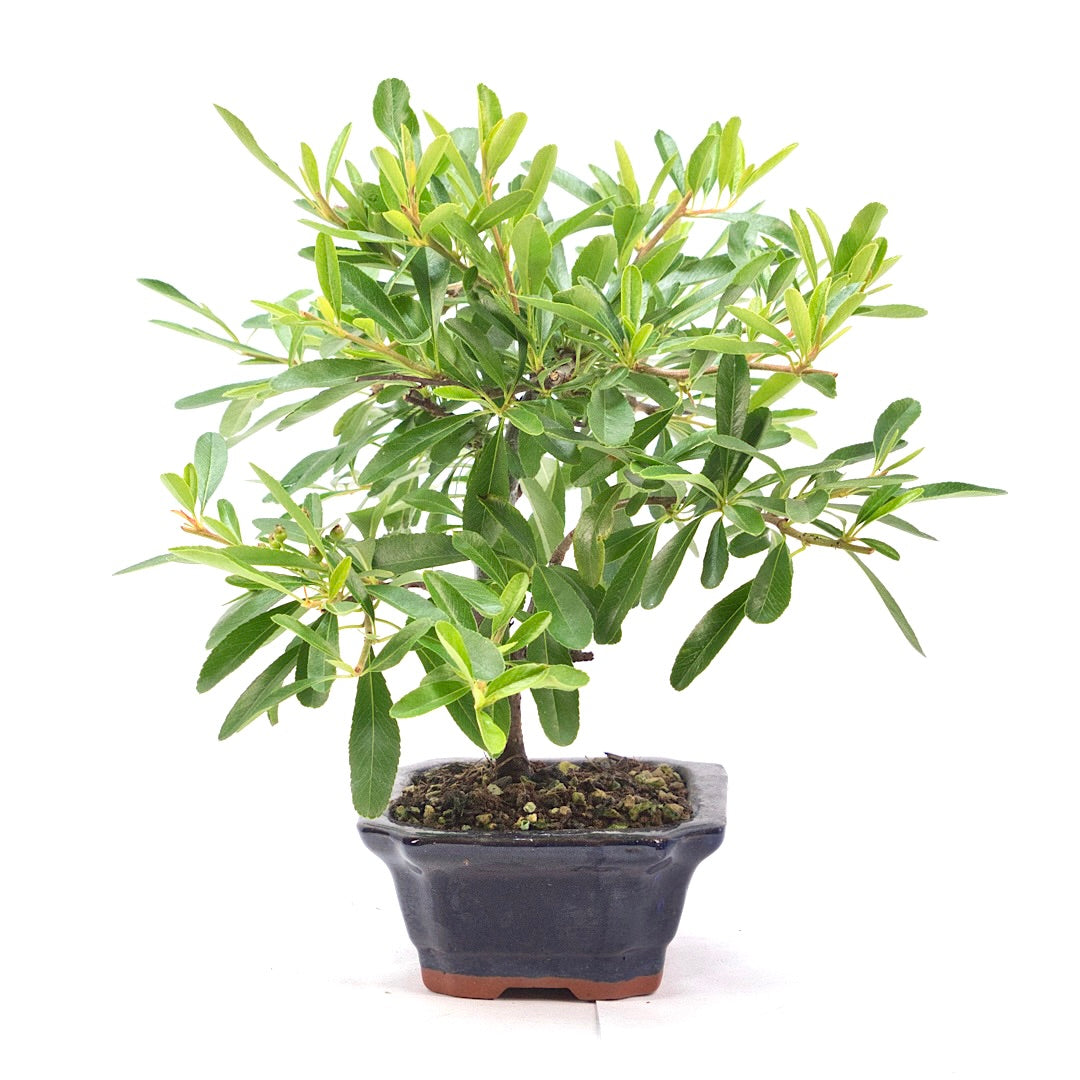 Schmalblättriger Feuerdorn 'Pyracantha angustifolia'