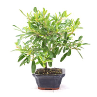 Schmalblättriger Feuerdorn 'Pyracantha angustifolia'
