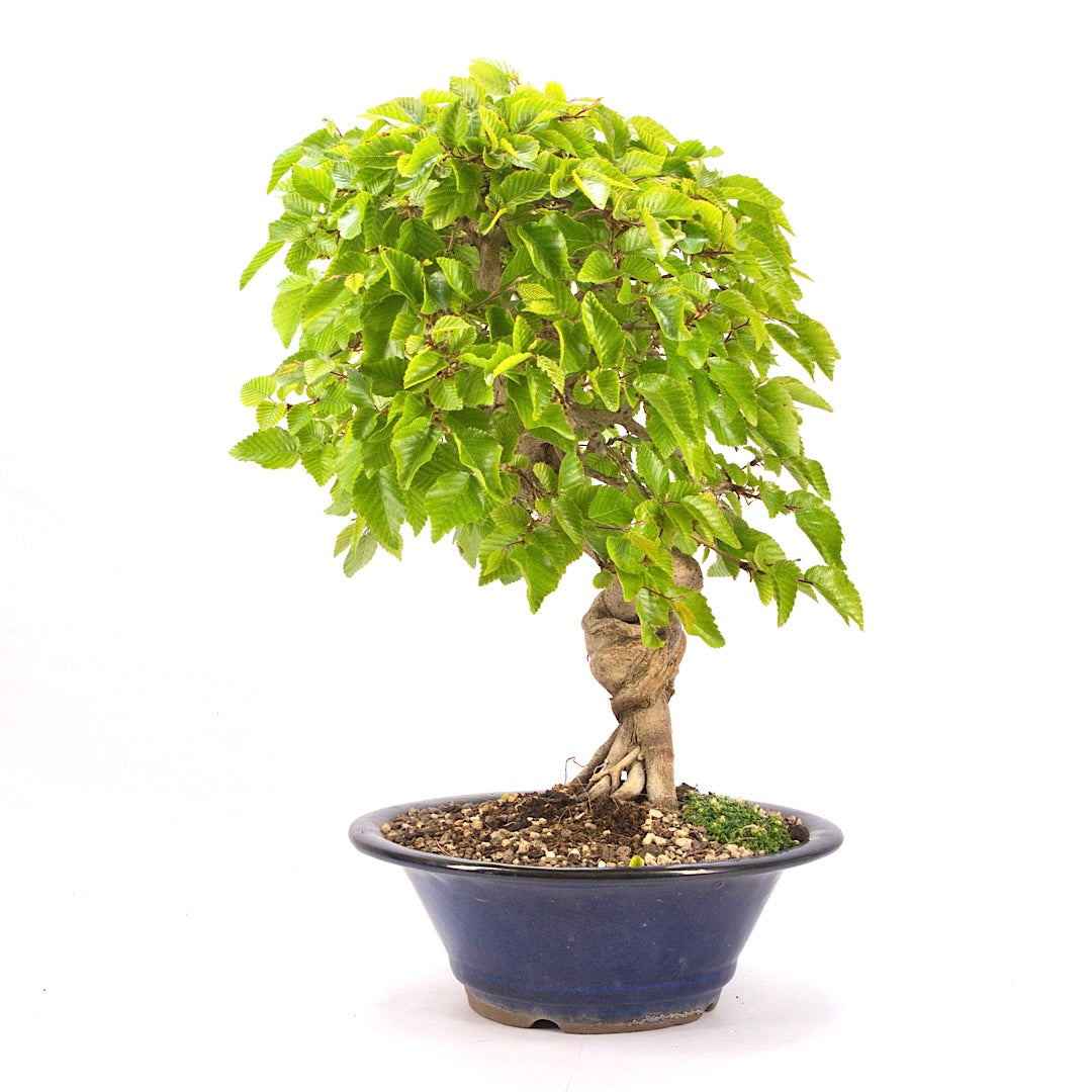 Koreanische Hainbuche ‚Carpinus turczaninowi‘