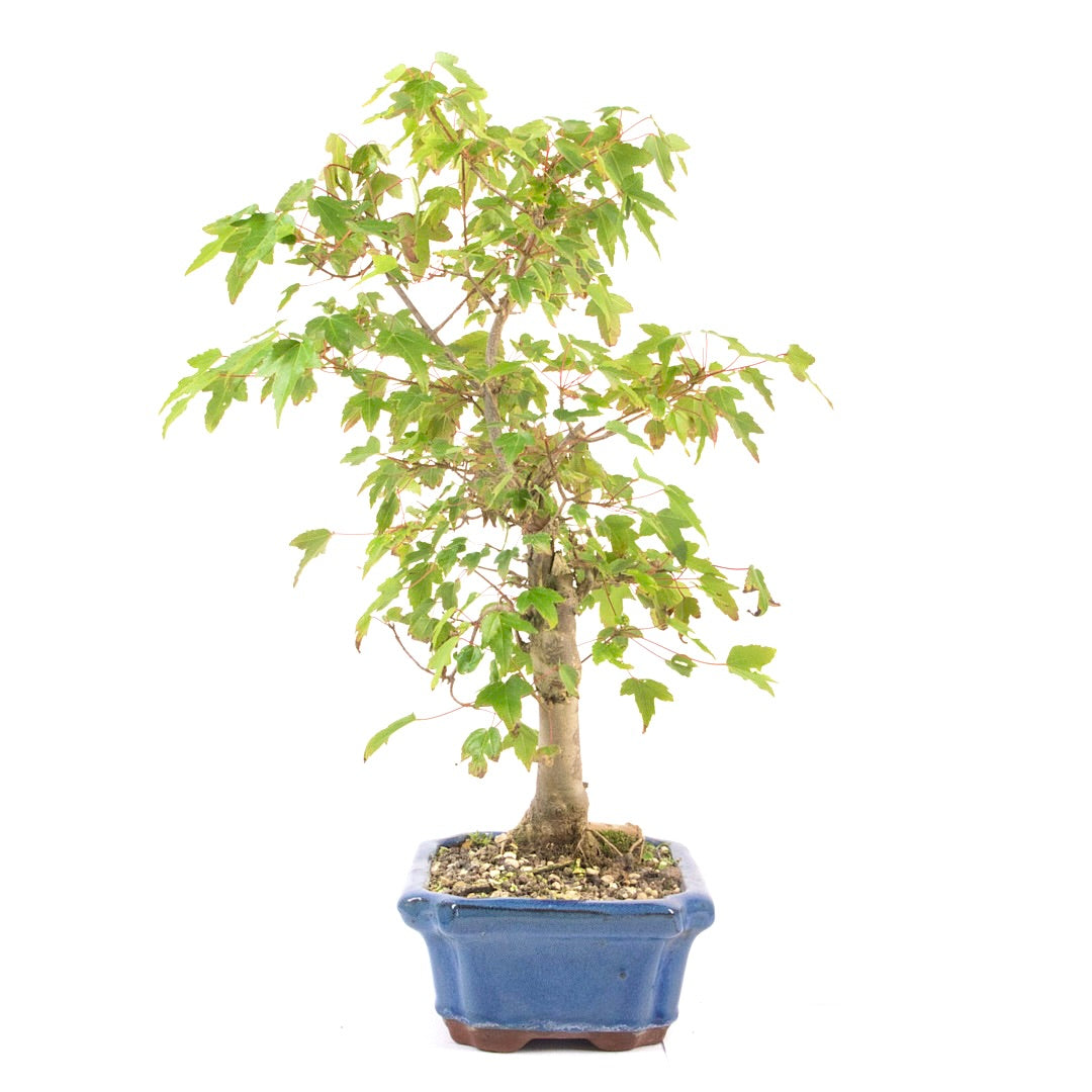 Dreispitz-Ahorn 'Acer buergerianum'