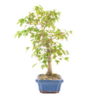Dreispitz-Ahorn 'Acer buergerianum'