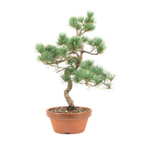 Mädchenkiefer 'Pinus parviflora'