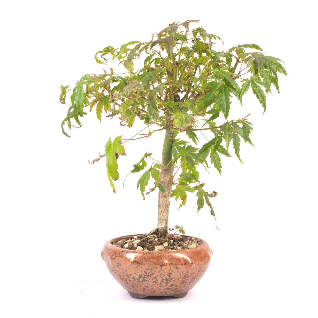 Fächer-Ahorn 'Acer palmatum'