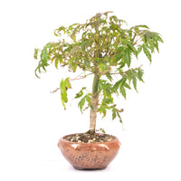 Fächer-Ahorn 'Acer palmatum'