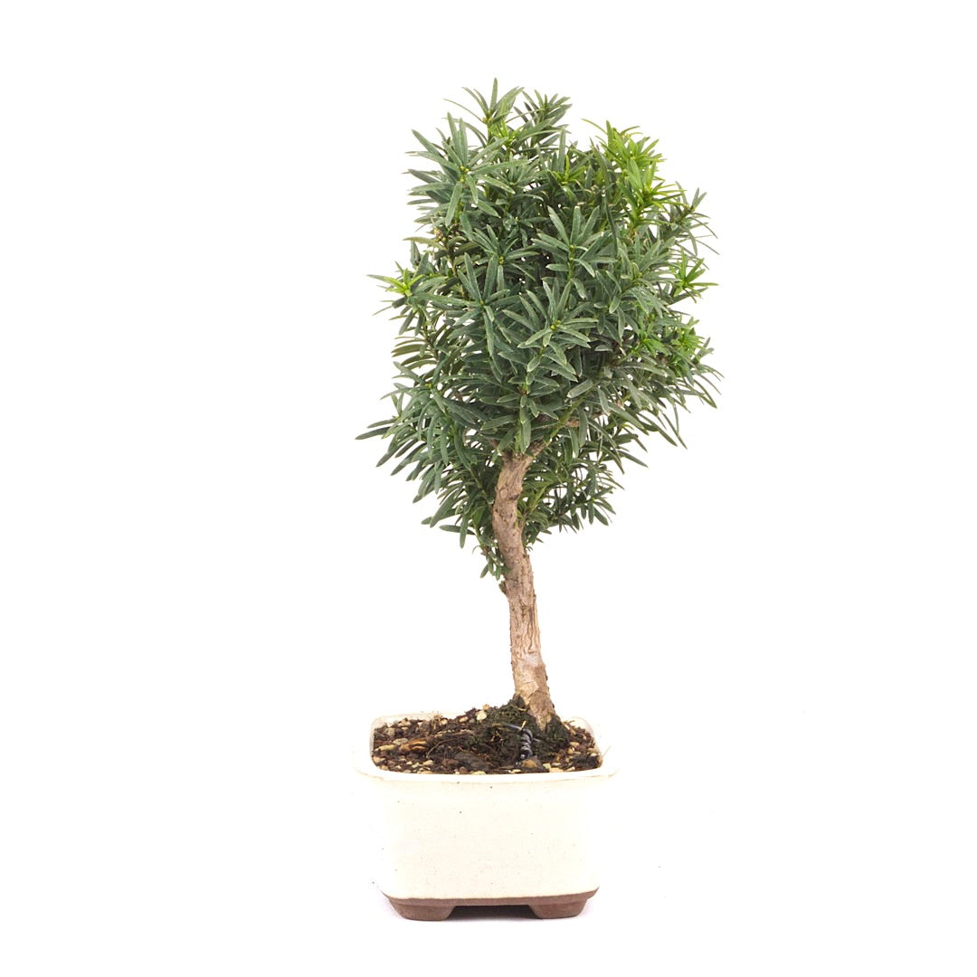 Eibe Hybrid 'Taxus media'