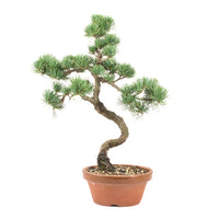 Mädchenkiefer 'Pinus parviflora'