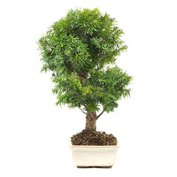 Eibe Hybrid 'Taxus media'