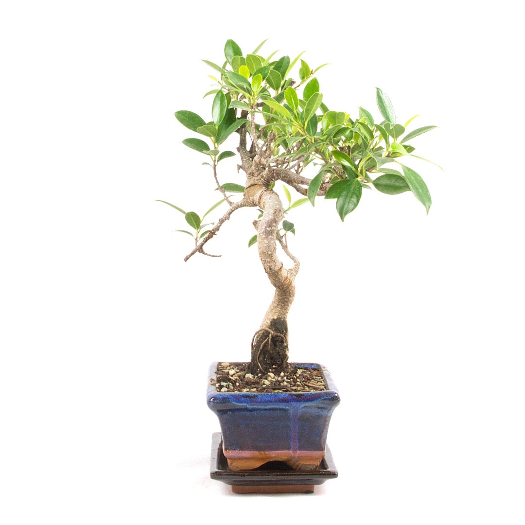 Chinesische Feige 'Ficus Retusa'