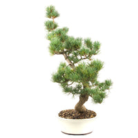 Mädchenkiefer 'Pinus parviflora'