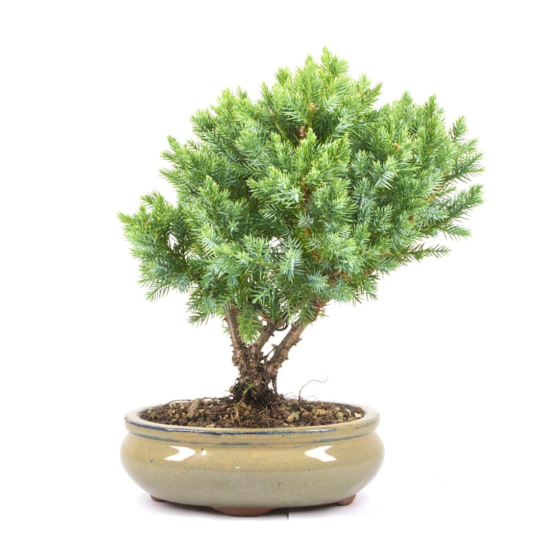 Kissen Wacholder 'Juniperus procumbens Nana'