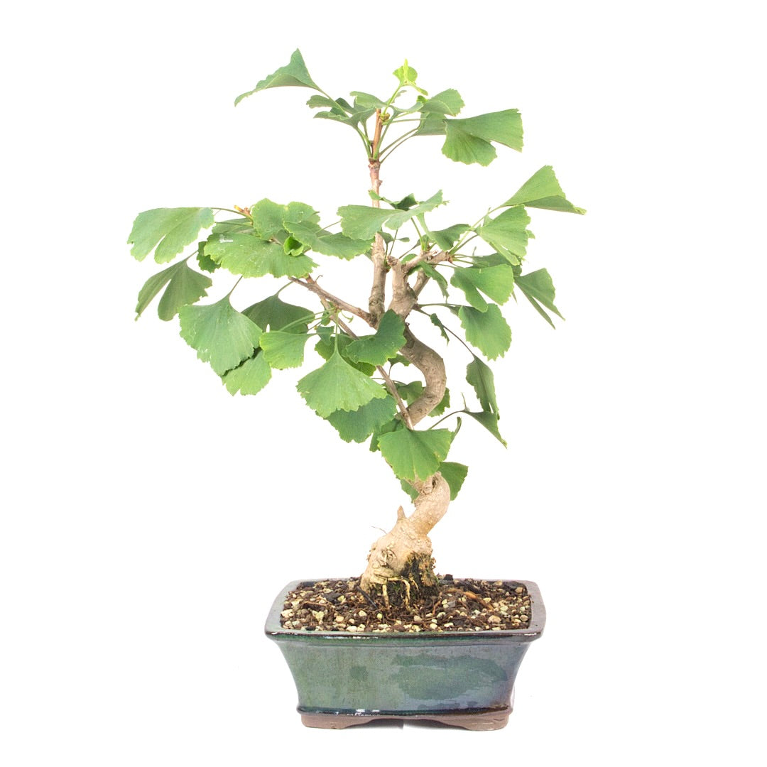 Ginkgo biloba 'Fächerblattbaum'