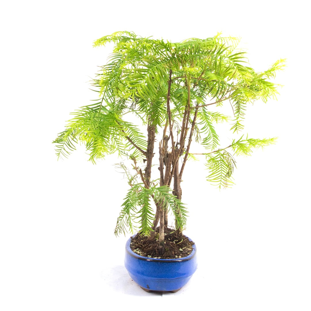 Urwelt Mammutbaum Wald 'Metasequoia glyptostroboides'