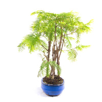Urwelt Mammutbaum Wald 'Metasequoia glyptostroboides'